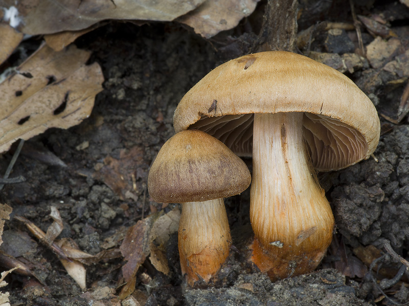 Cortinarius bulliardii